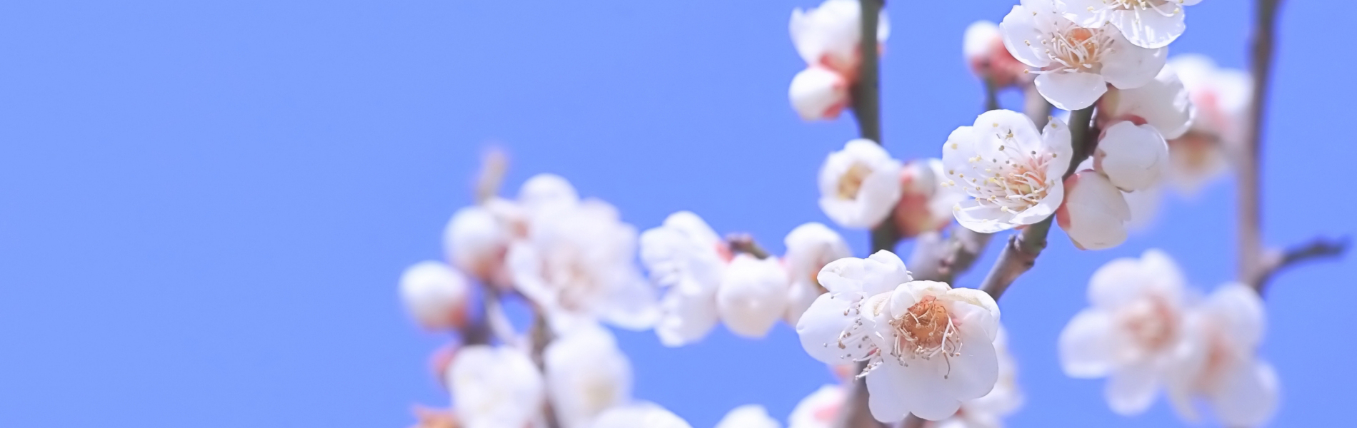 防ダニ抗菌加工？