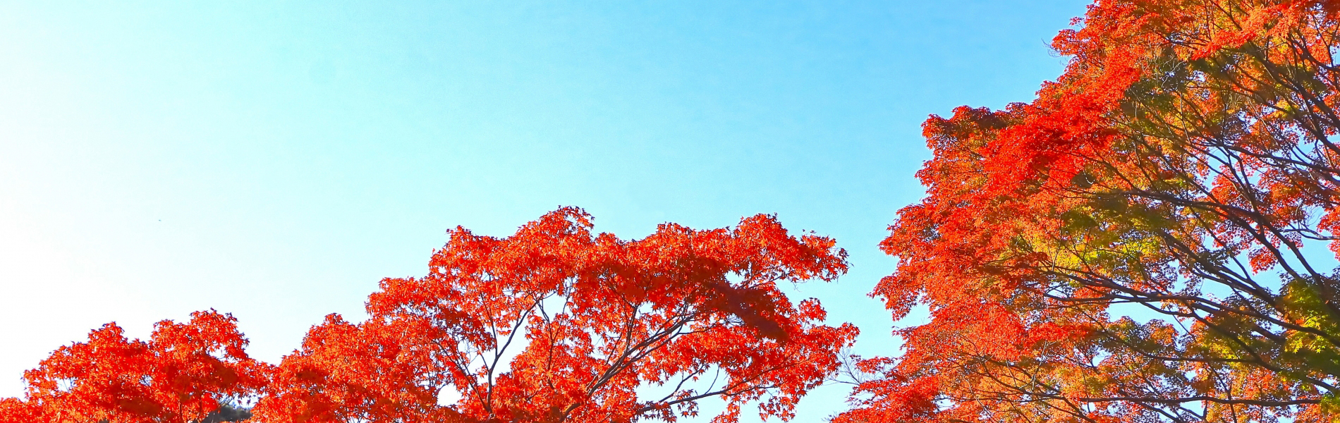 おふとん丸洗いしませんか?