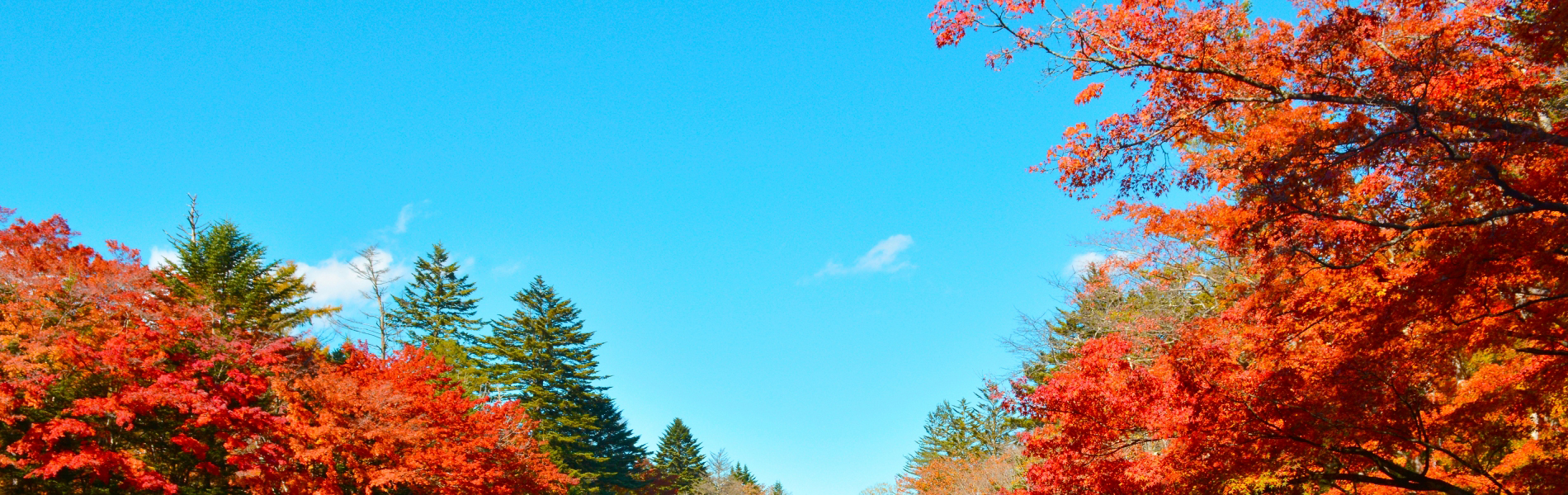 防ダニ抗菌加工?