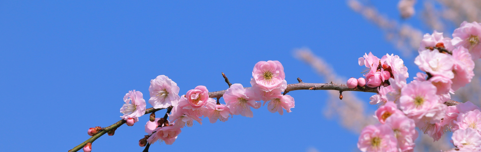 防ダニ抗菌加工?